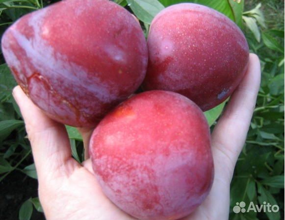 Саженцы: Алыча. Слива. Слива Колоновидная