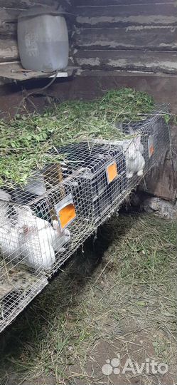 Кролики белый панон. Мясо крольчатина