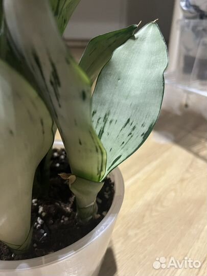 Сансевиерия муншайн бразилиан