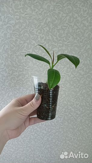 Комнатные цветы