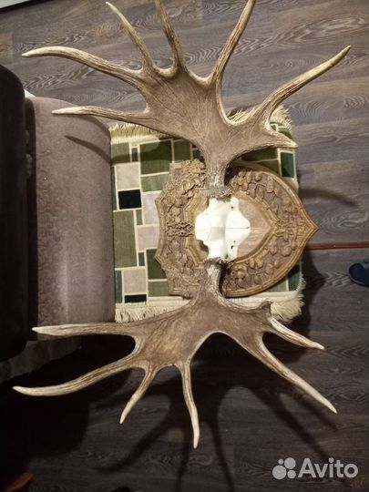 Продам рога лося