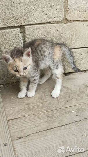 Кошка