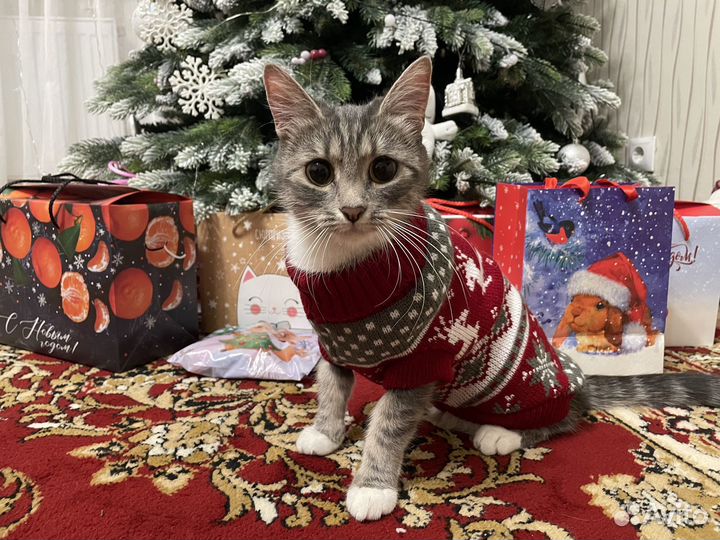 Кошечка Мия