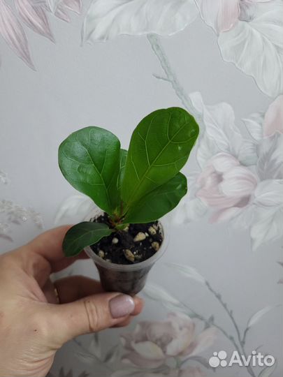 Фикус Лирато Бамбино