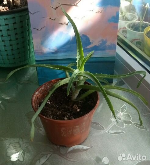 Фикус, алоэ