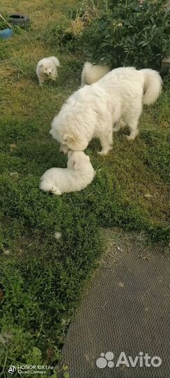 Щенки самоеда