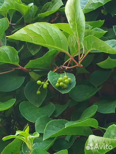 Лимонник китайский