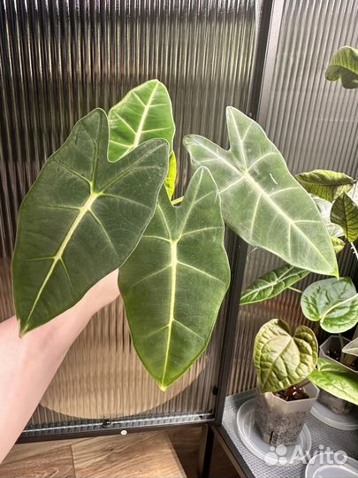 Алоказия мишольца