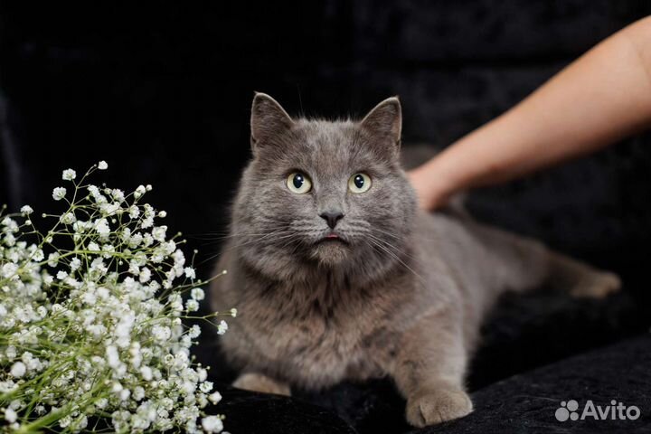 Котик в добрые руки