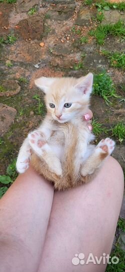 Рыжие Котята бесплатно