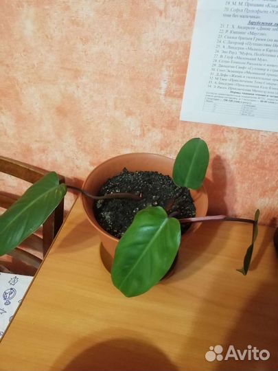 Филодендрон