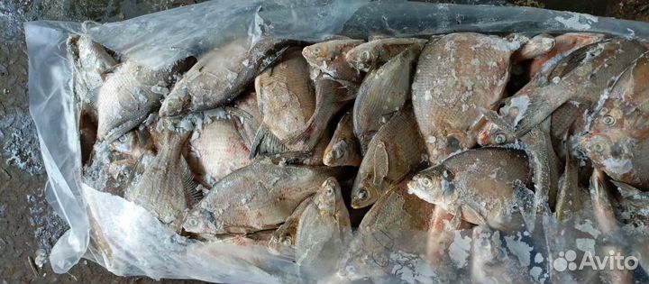 Лещ,Толстолобик свежемороженые