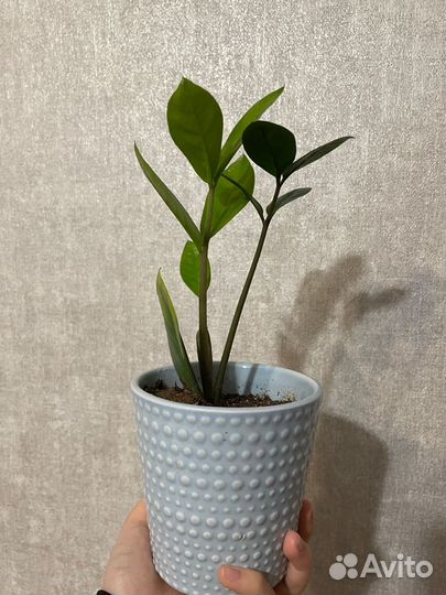 Замиокулькас