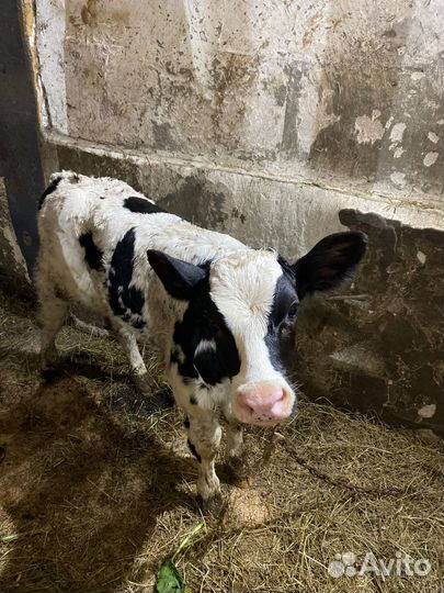 Бычок и телочка