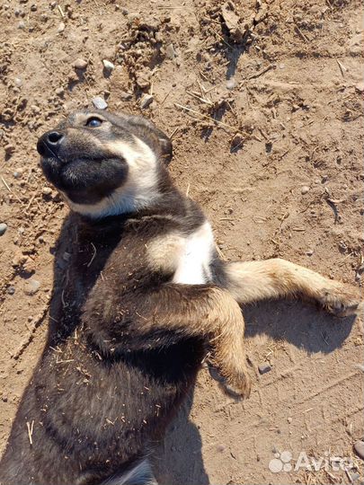 Продам щенят