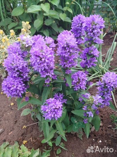 Колокольчик скученый