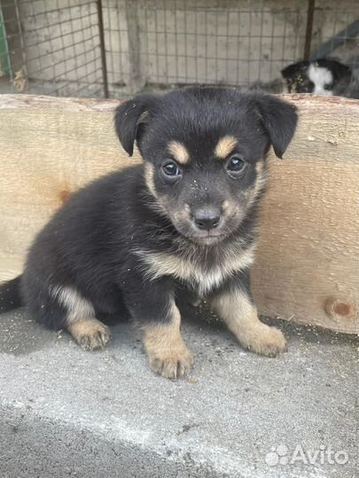 Щенки