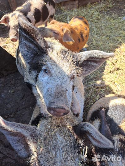 Домашние поросята