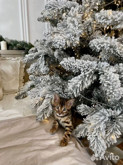 Бенгальские котята