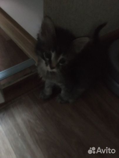 Котик 1, 5 сесяца