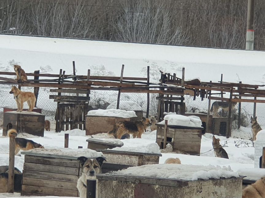 Много собак в приюте. Подарите им дом