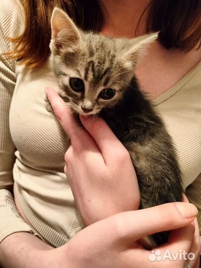 Котенок 1 месяц