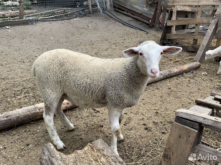 Ярка Лакон/Ташлинка