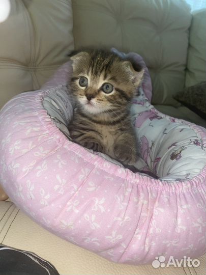 Шотландская вислоухая кошка