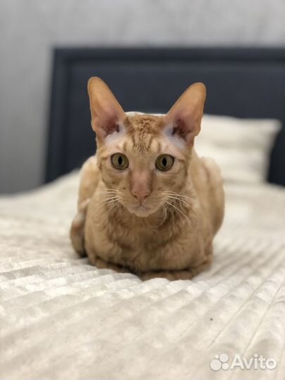 Корниш-рекс кот