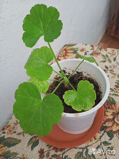 Розебудная пеларгония, герань королевская