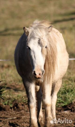 Конский навоз