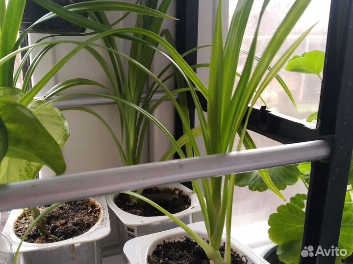 Комнатные растения номер 2