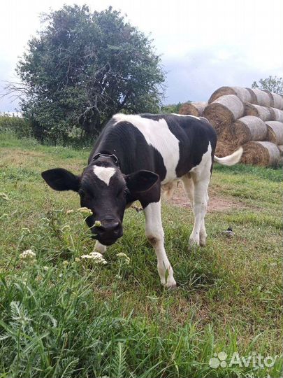 Телята бычки