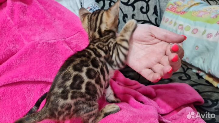 Бенгальская