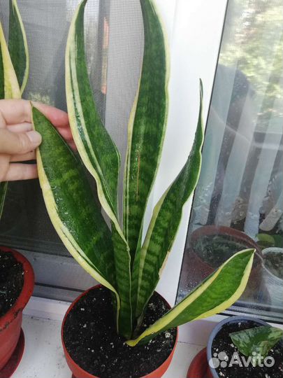 Сансивиерия футура суперба