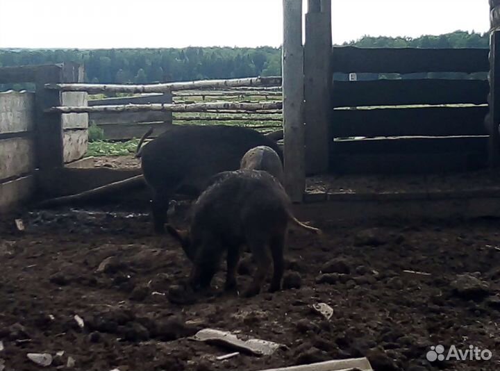 Баранчики, крс, кабанчики