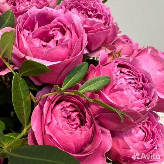 9 веток пионовидной кустовой розы в коробке