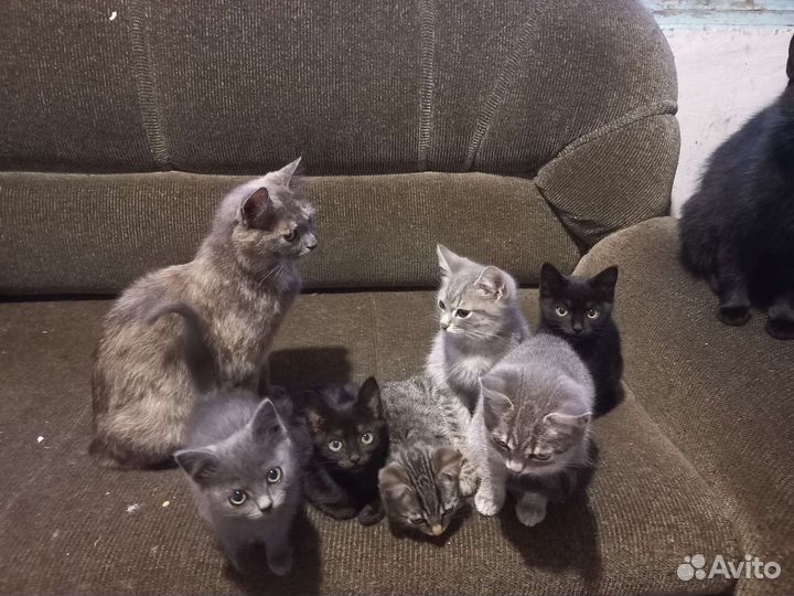 Котята в добрые руки