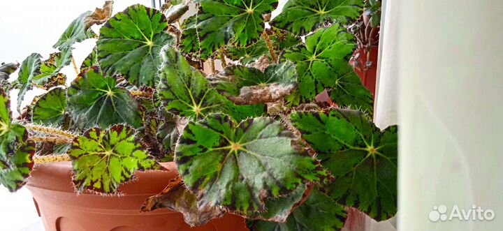 Бегония королевская