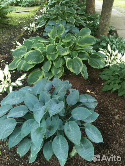 Хосты разные