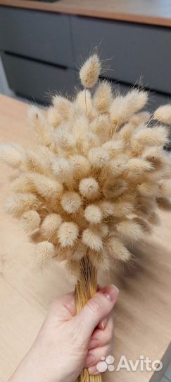 Лагурус, зайцехвост, семена