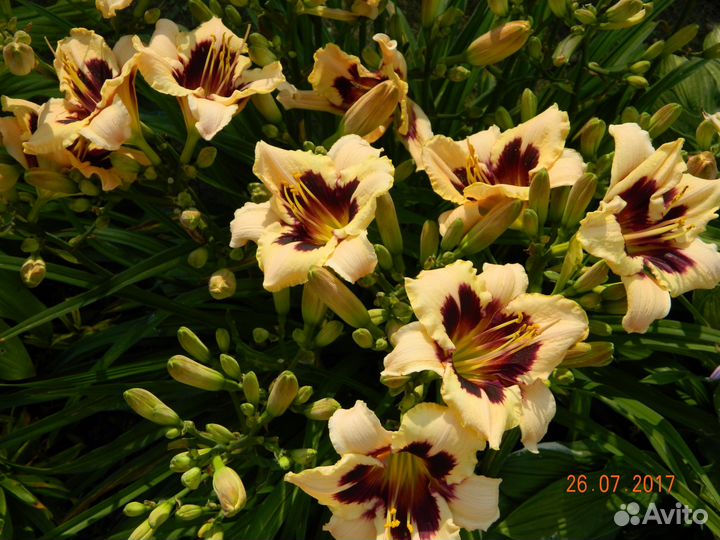 Лилейники сортовые