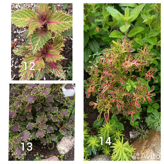 Колеусы и др. многолетники