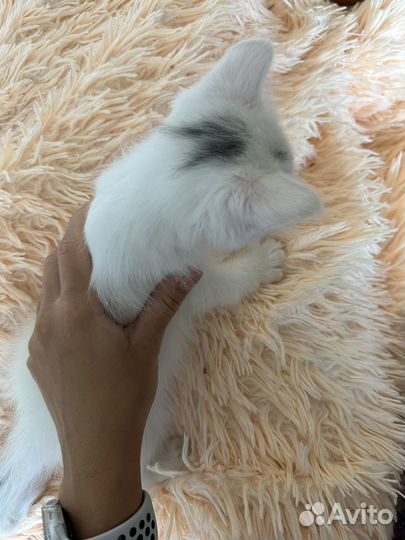 Котята белые