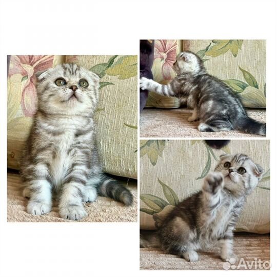 Шотландские вислоухие котята шиншилла