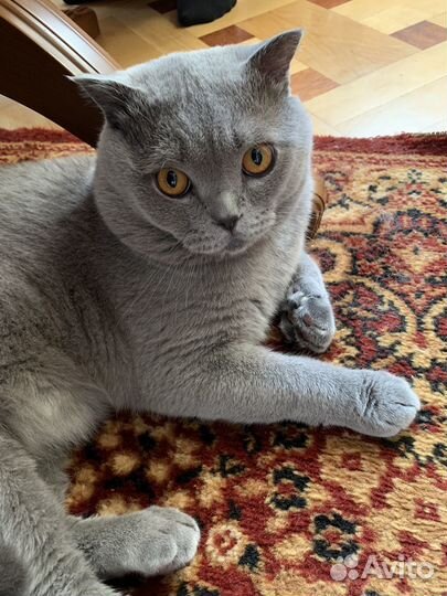 Шотландский кот