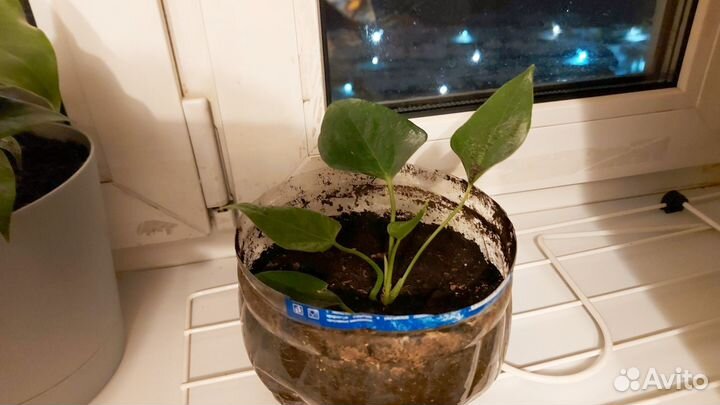 Саженцы антуриума