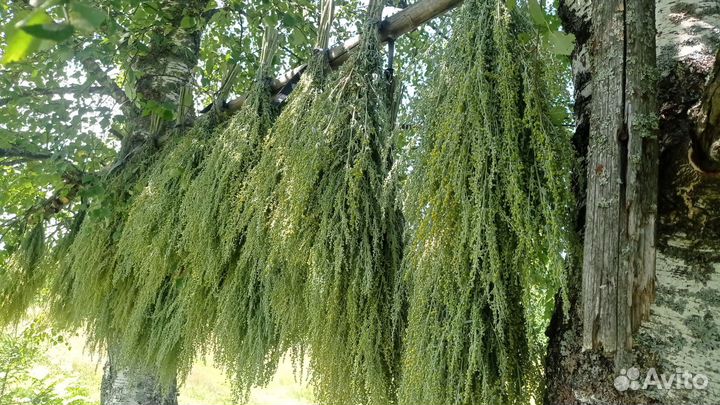 Серебристая полынь