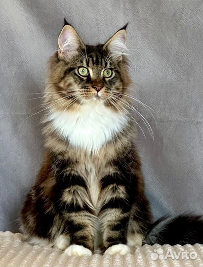 Котята шоу класса WCF