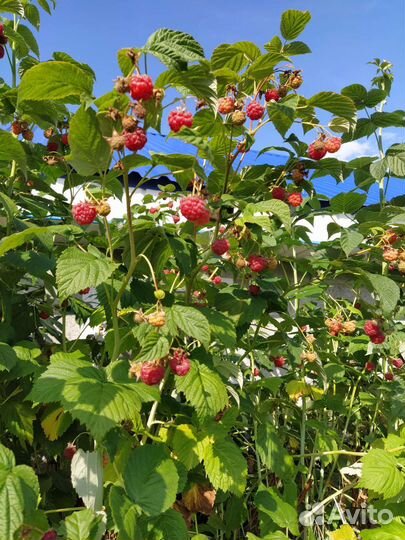 Продукты питания
